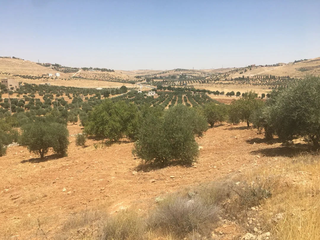 قطع أراضي مميزة للبيع على طريق المفرق-جرش بالقرب من حمامة تصلح للسكن والزراعة وا