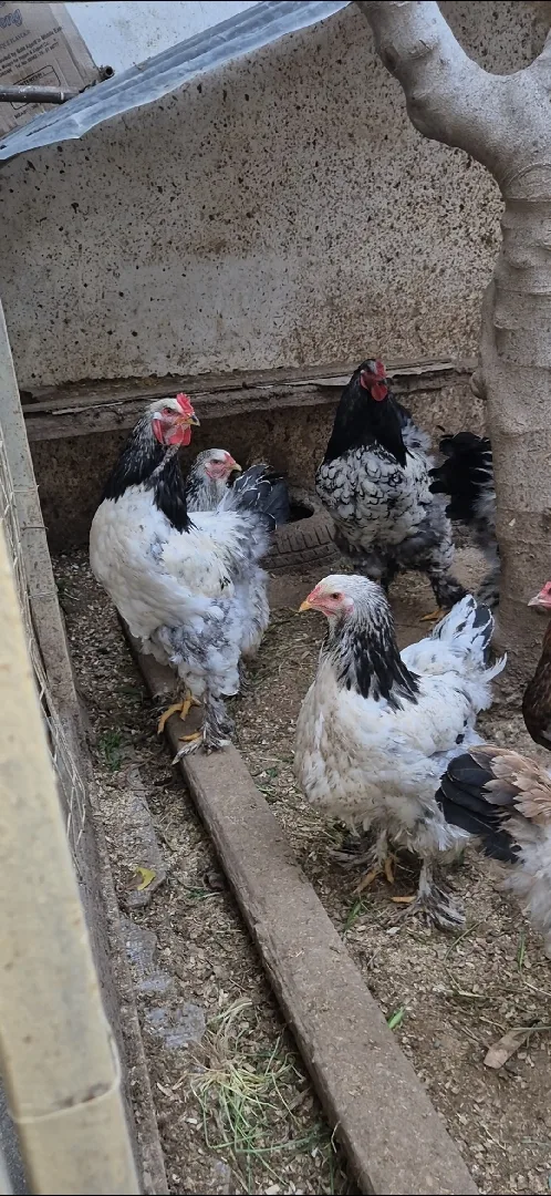 دجاج براهمة