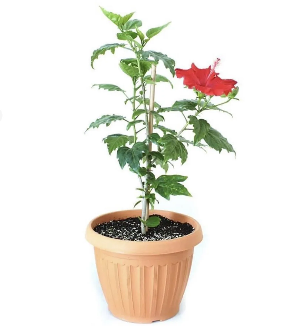 كركدية  أو هايبسكس