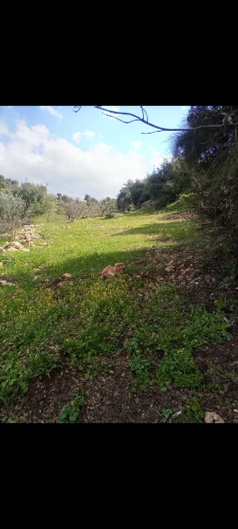 1900 متر للبيع في عجلون/الشارع العام