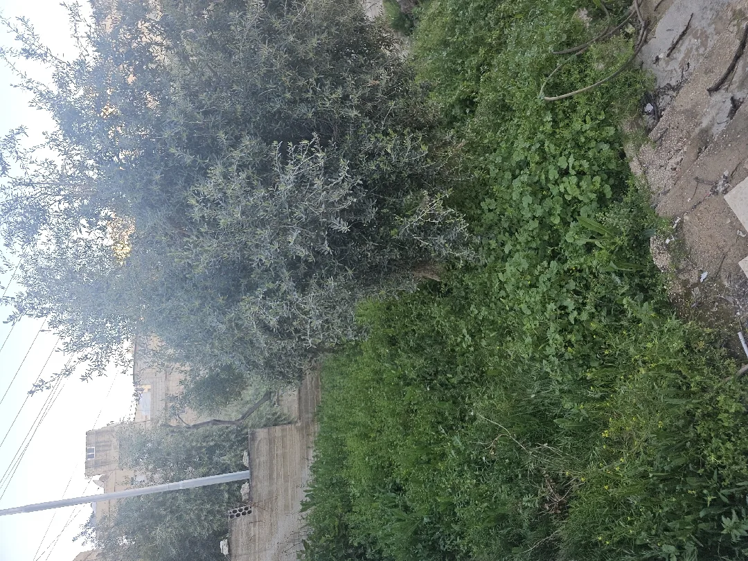 منول مستقل للبيع