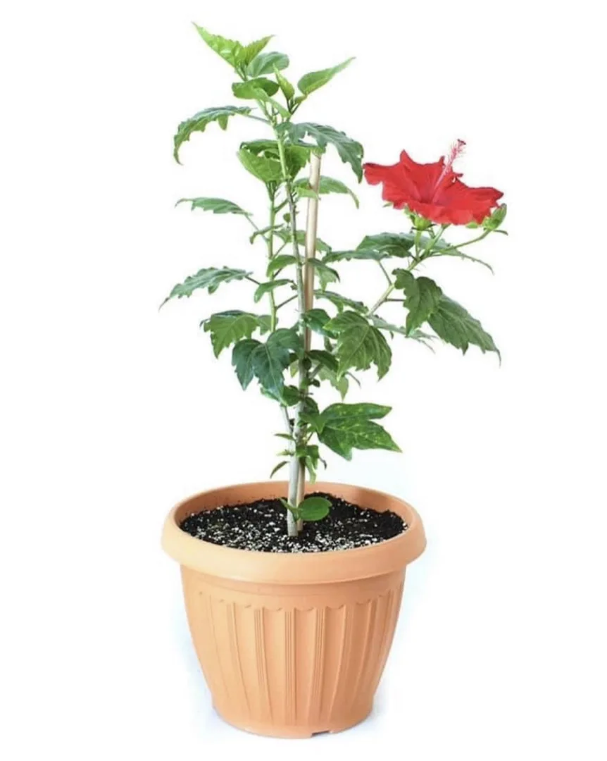 كركدية  أو هايبسكس