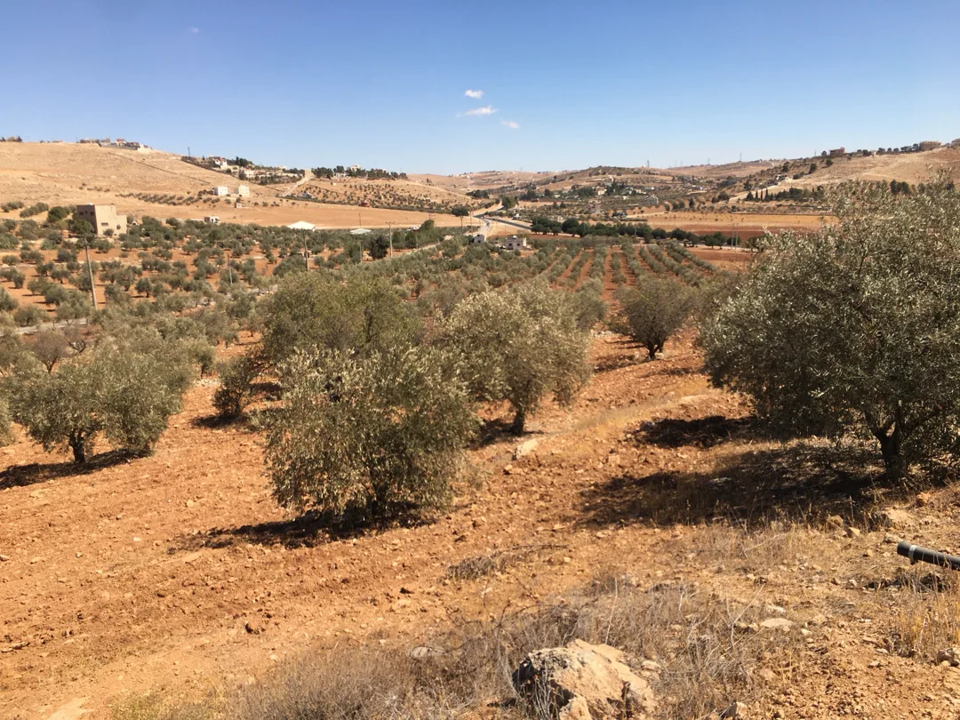 قطع أراضي مميزة للبيع على طريق المفرق-جرش بالقرب من حمامة تصلح للسكن والزراعة وا