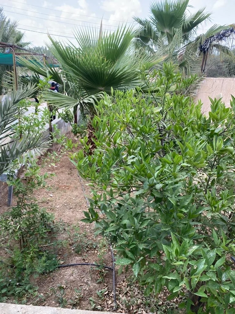 مزرعة مع بيت ريفي في الغور