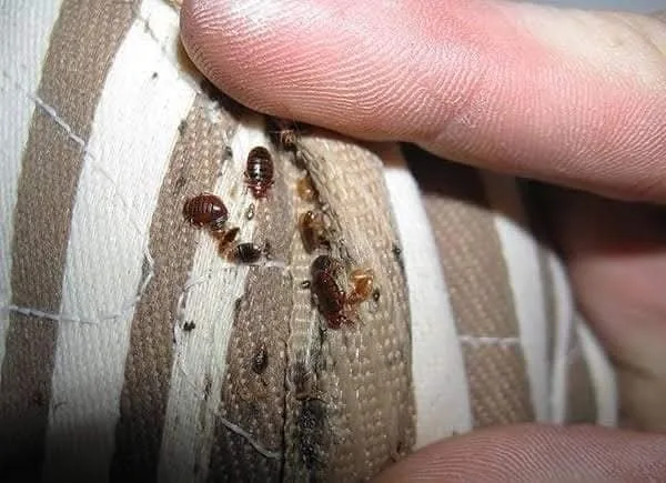 ي حشرة الفراش.  #البق أو كما تسمي (حشرة البق)