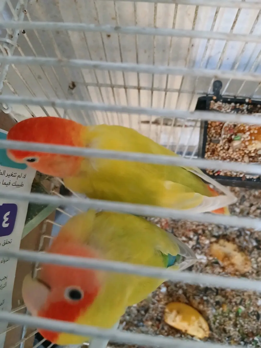 ببغاء روز