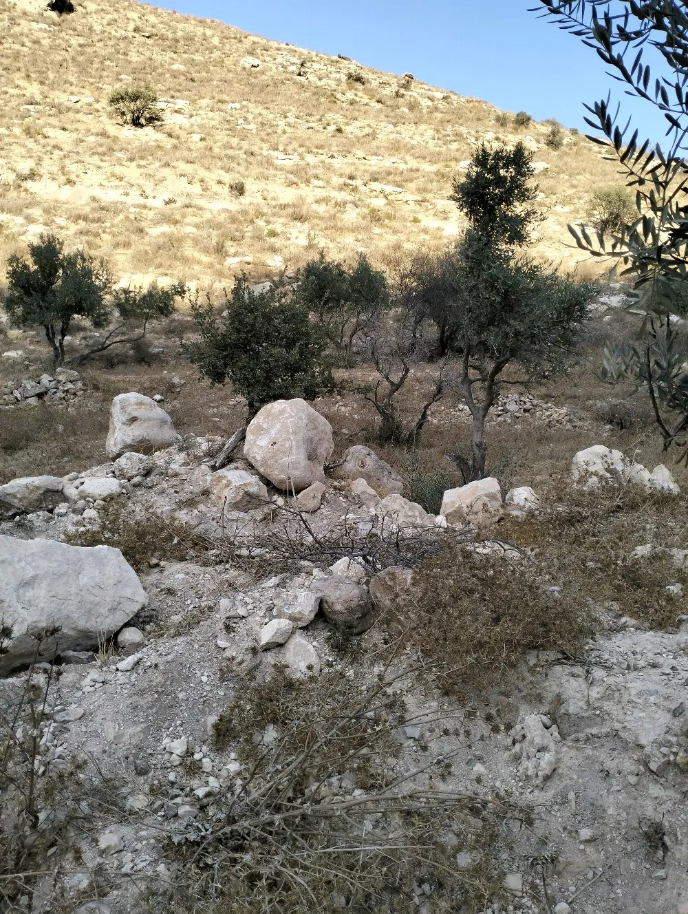 ارض زراعيه للبيع