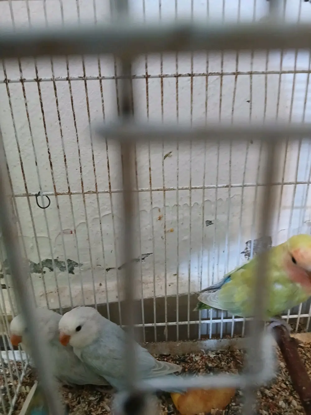 ببغاء روز