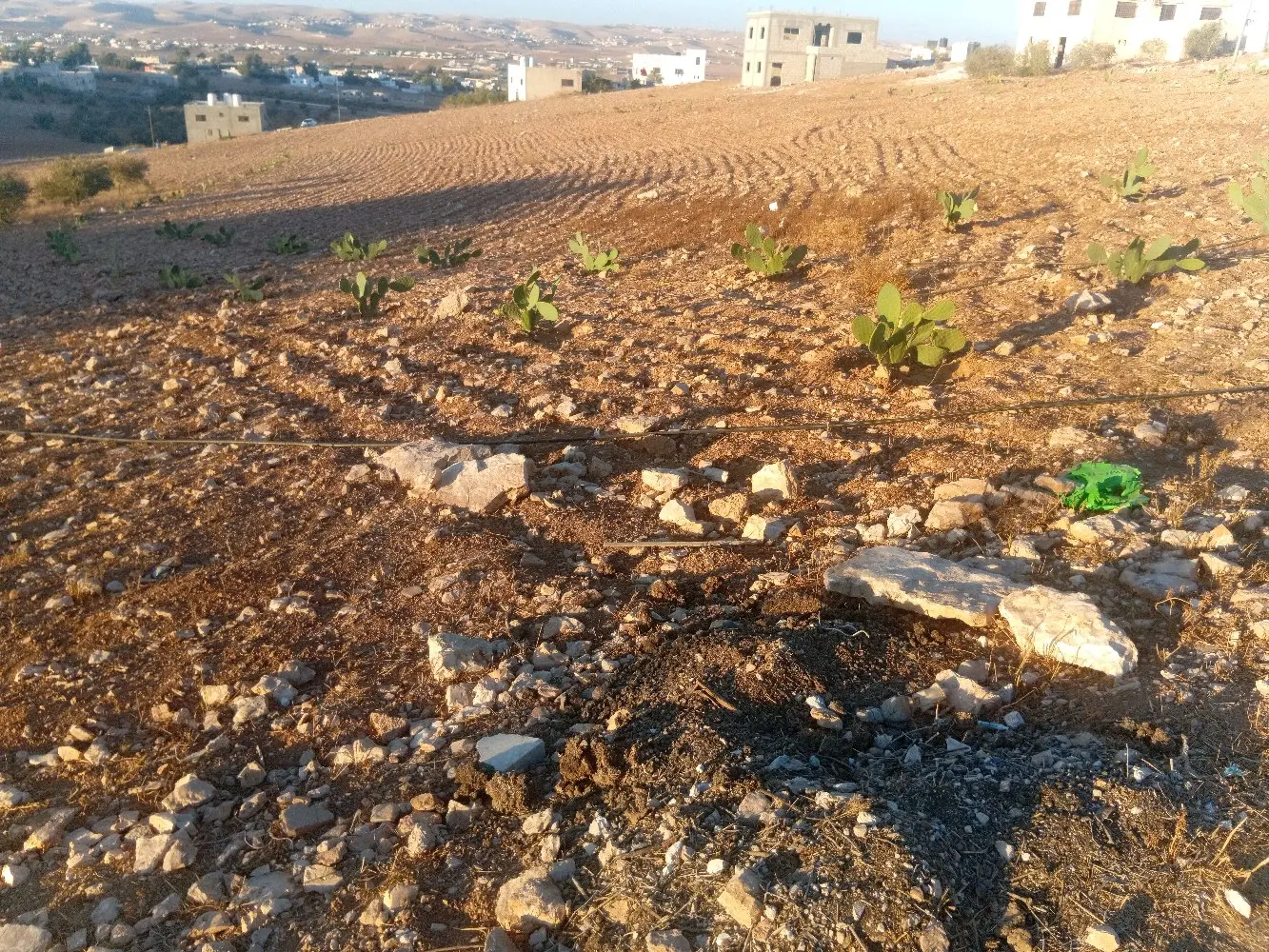 ارض للبيع في بلعما الزيتونة