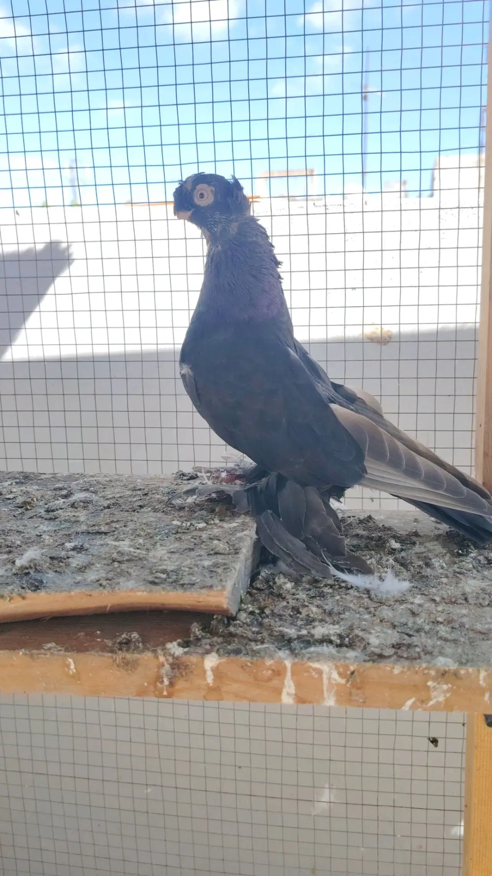 طيره روسيه