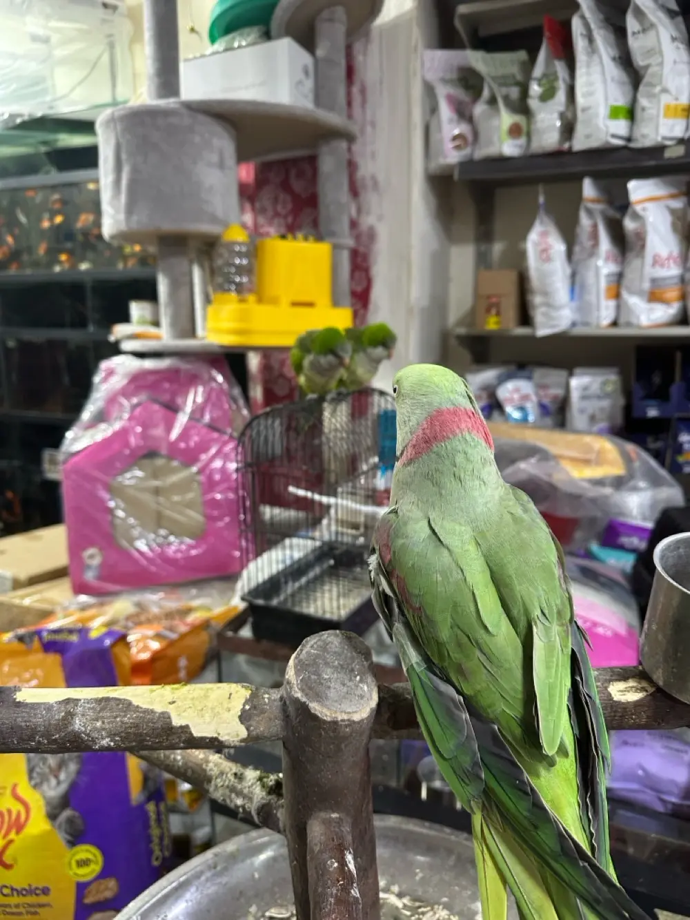 ببغاء