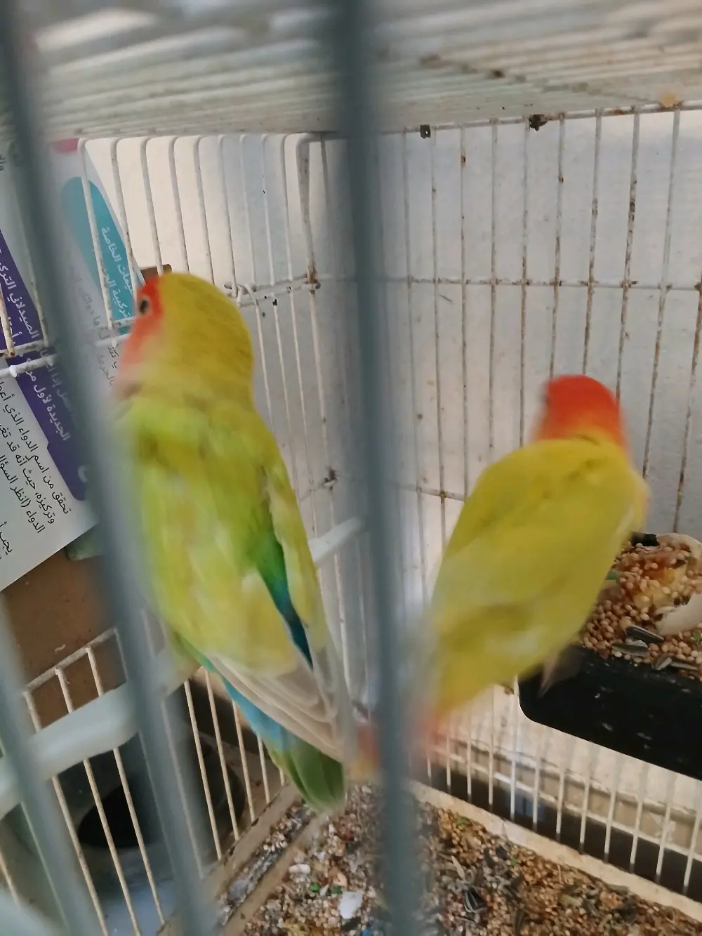 ببغاء روز