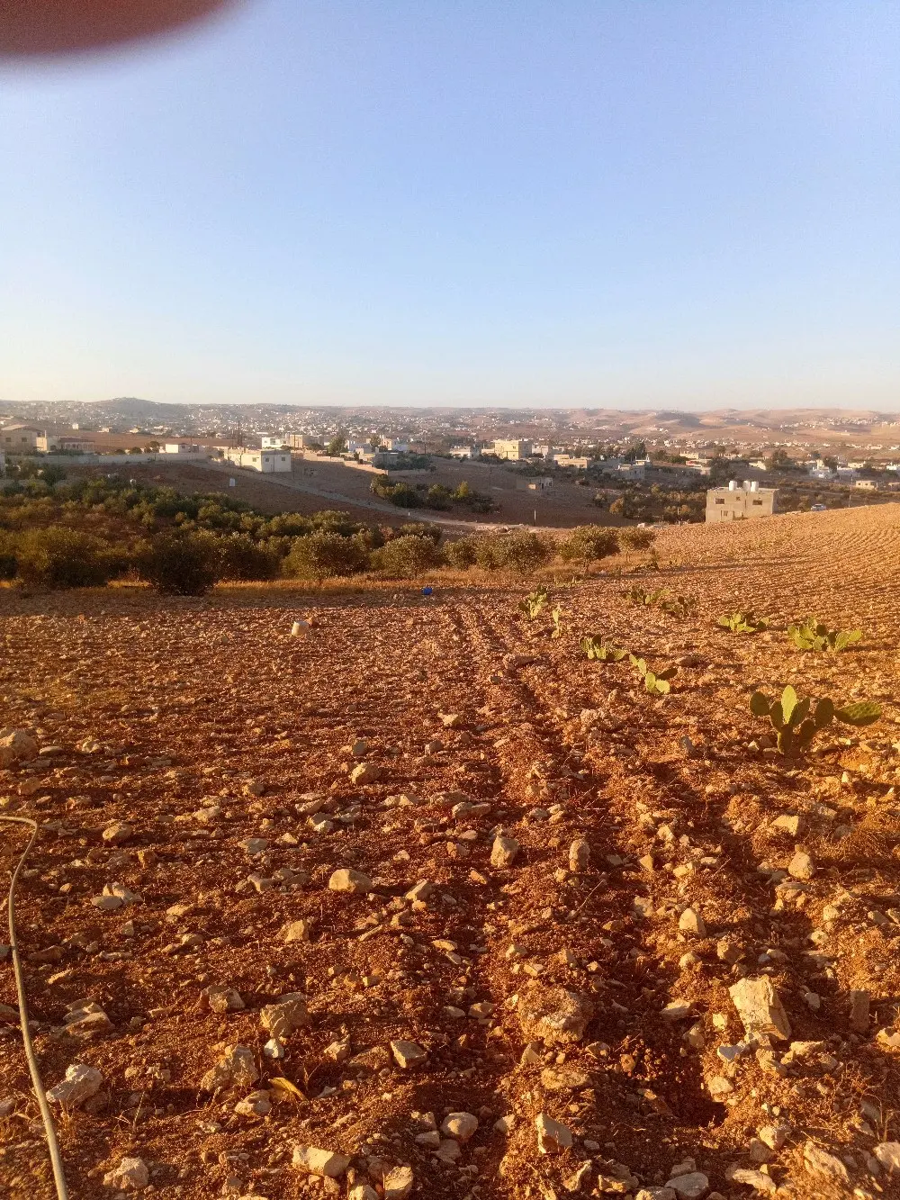 ارض للبيع في بلعما الزيتونة