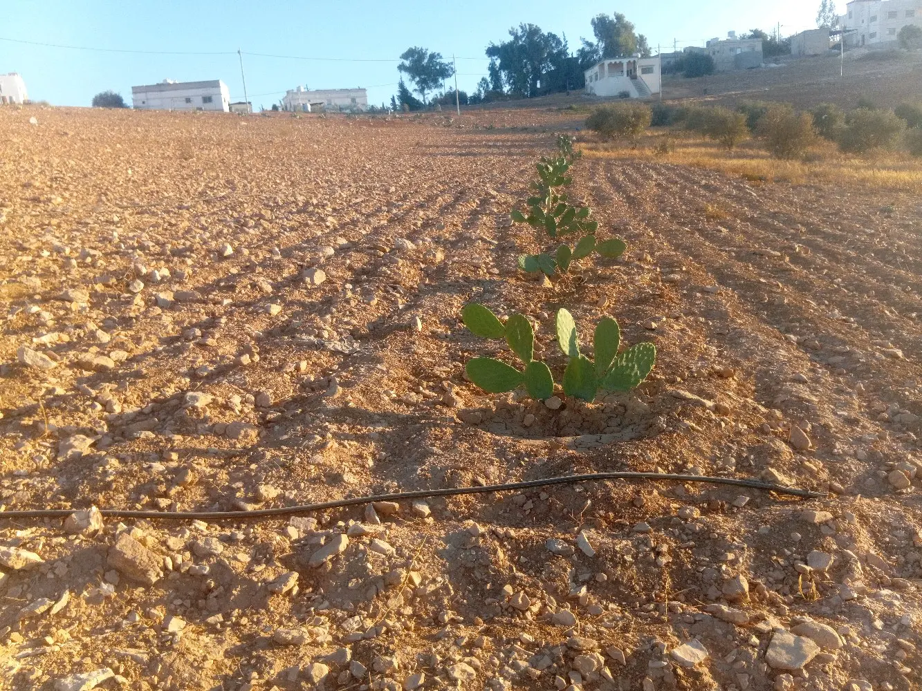 ارض للبيع في بلعما الزيتونة