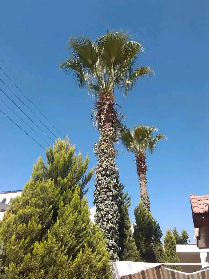 الرنتيسي للحدائق