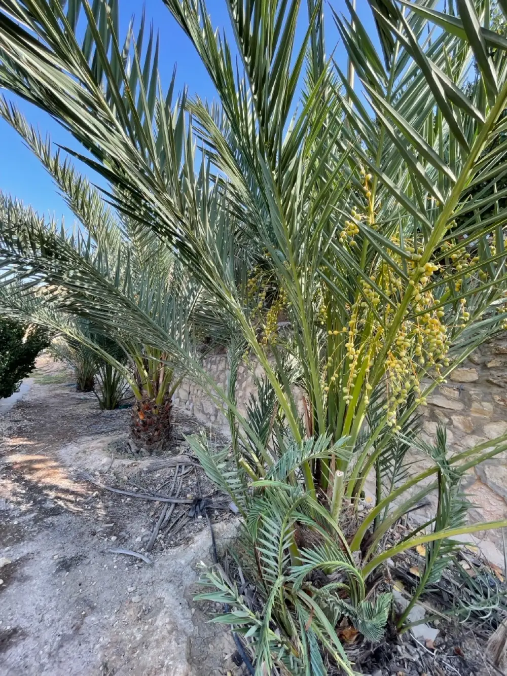 مزرعه مع فيلا ومسبح في العالوك للبيع