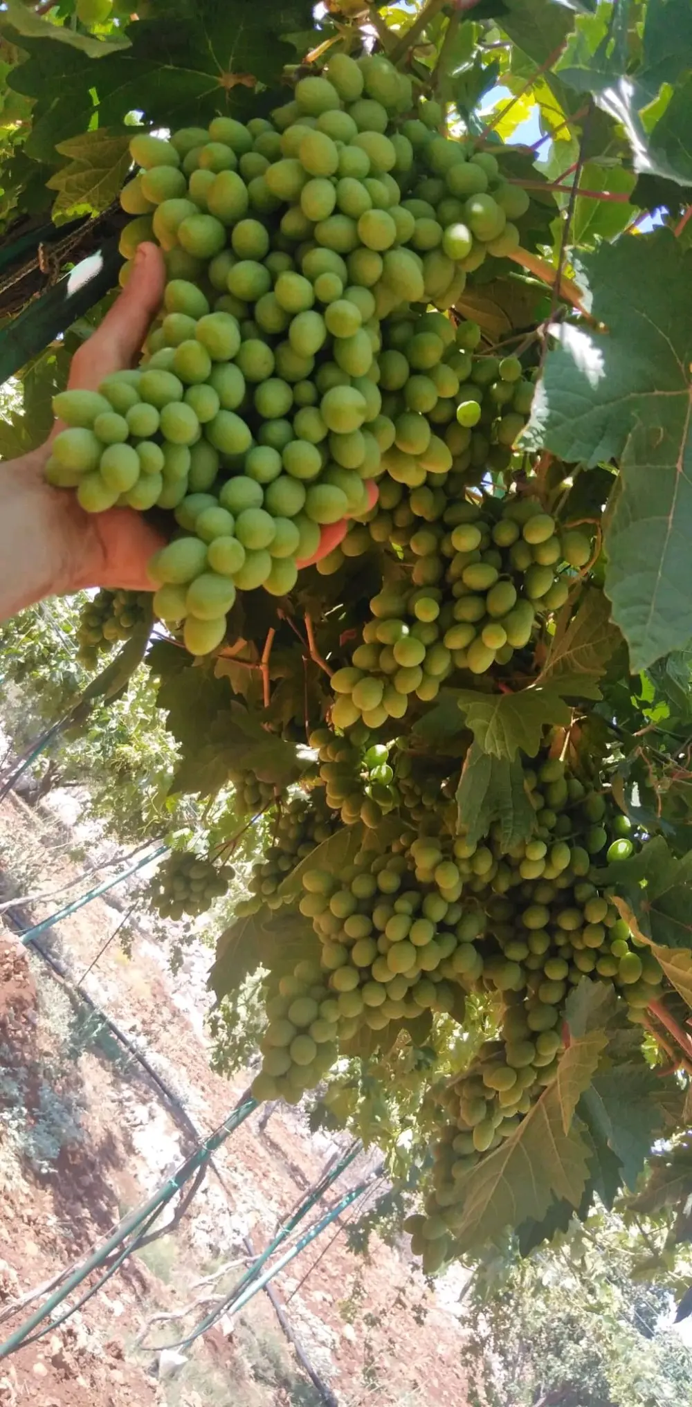 ارض مميزه للبيع في عجلون