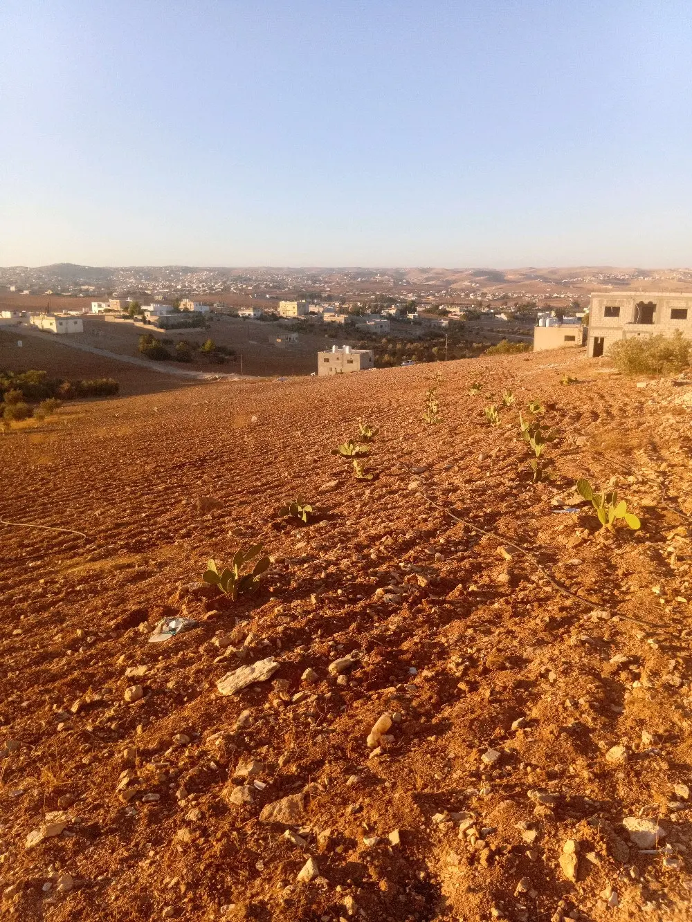 ارض للبيع في بلعما الزيتونة