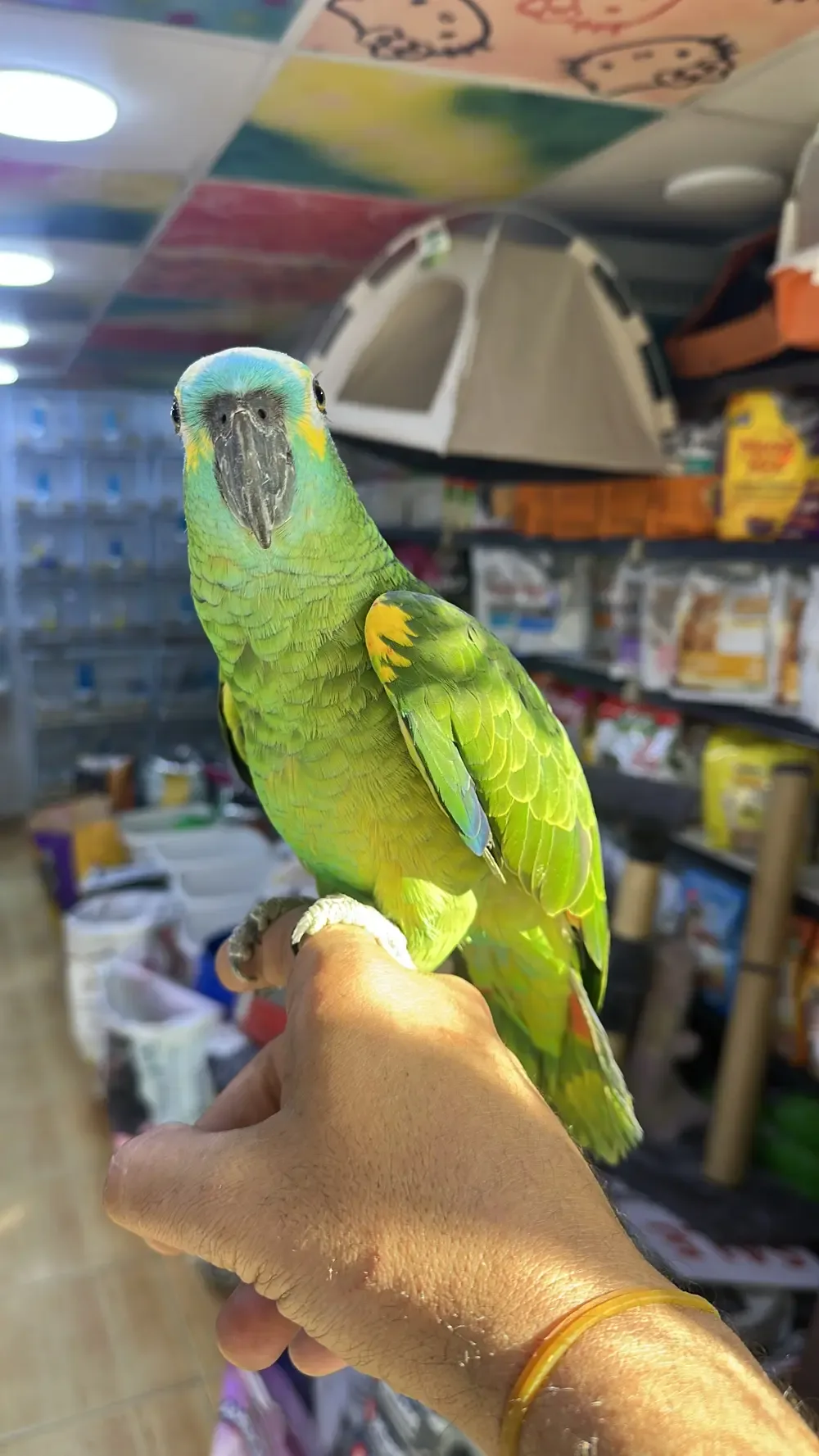 ‏متجر حيوانات أليفة الطير المهاجر